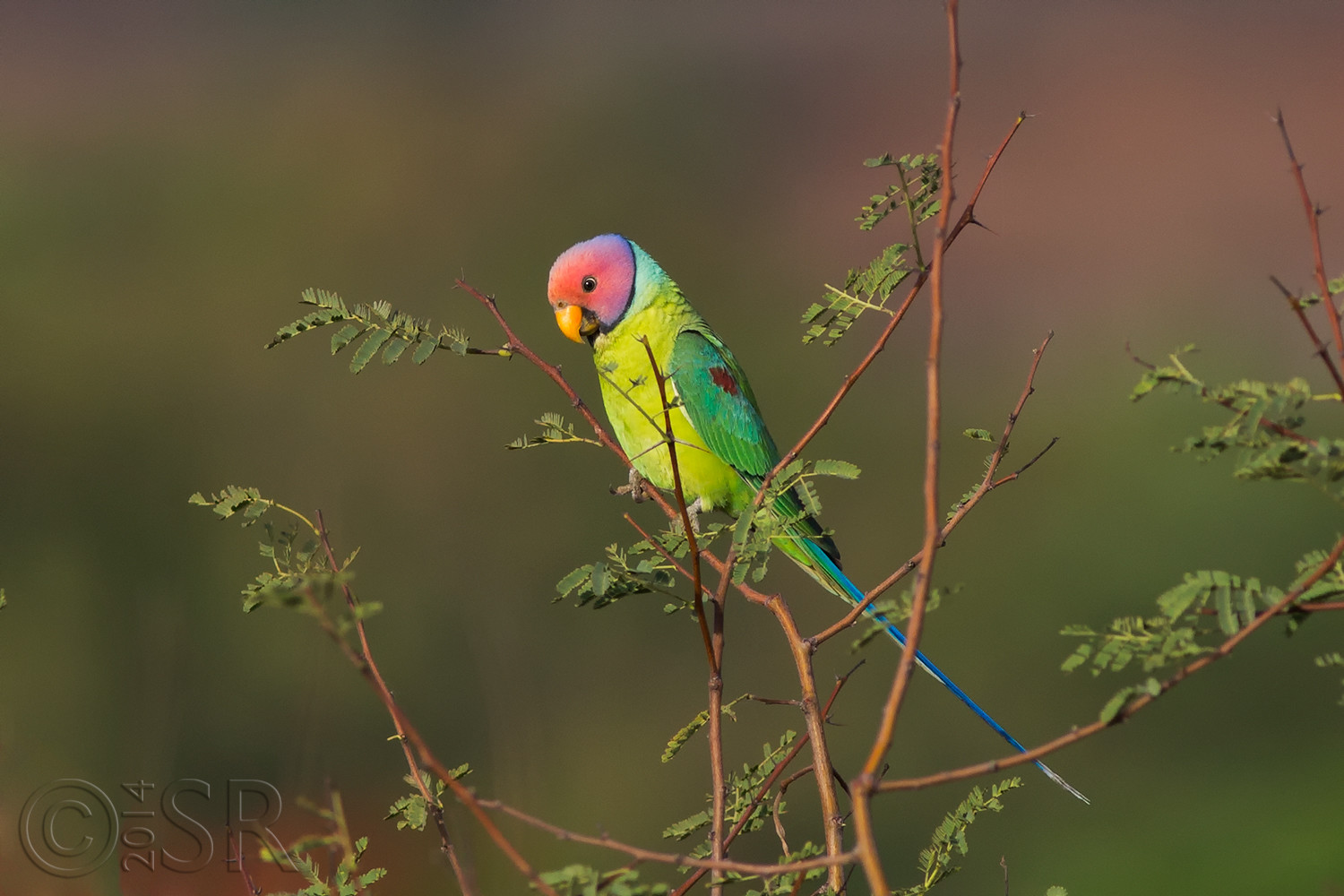 TJ2A8040-plum-head-male