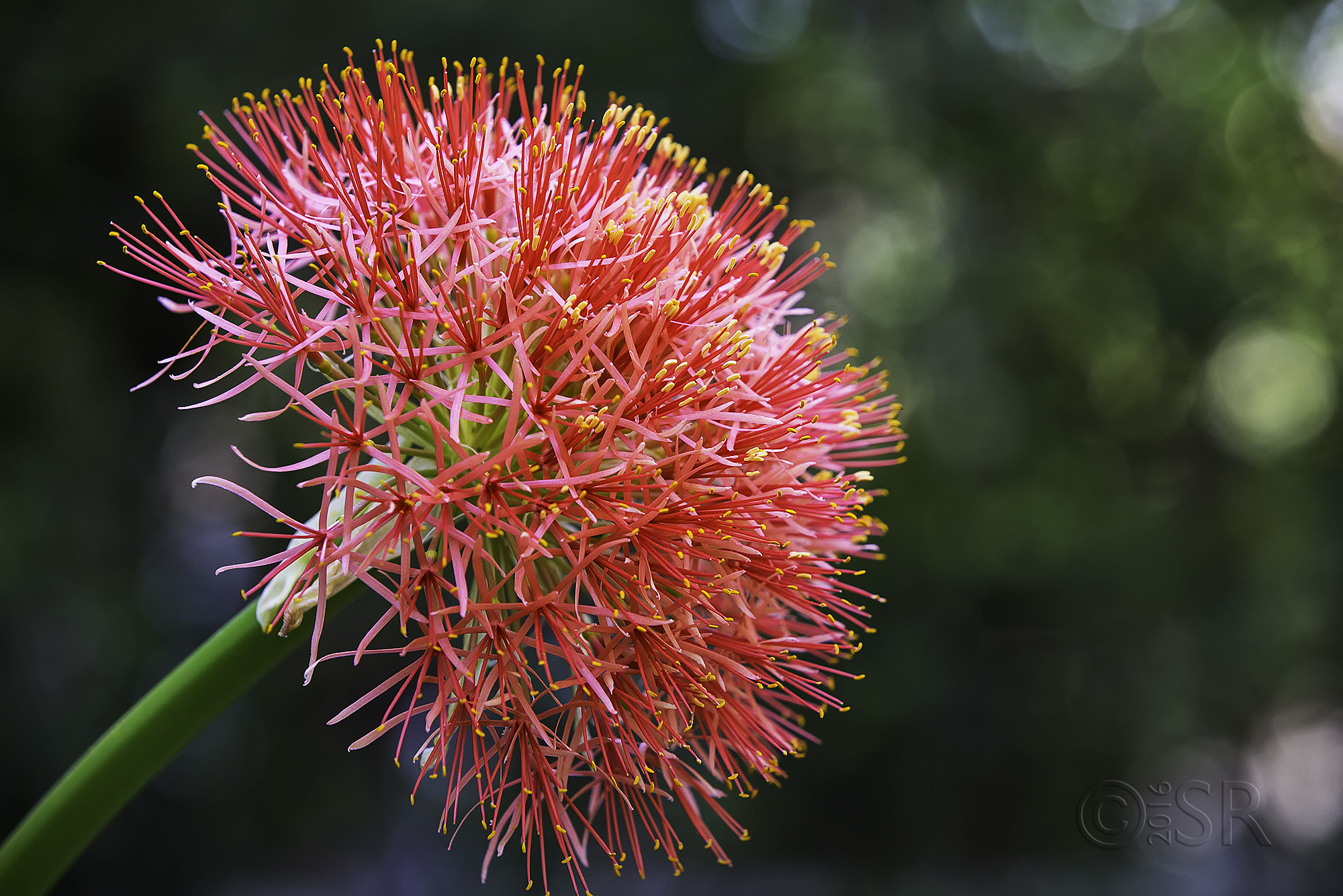 TJ2A8541-african-football-lily