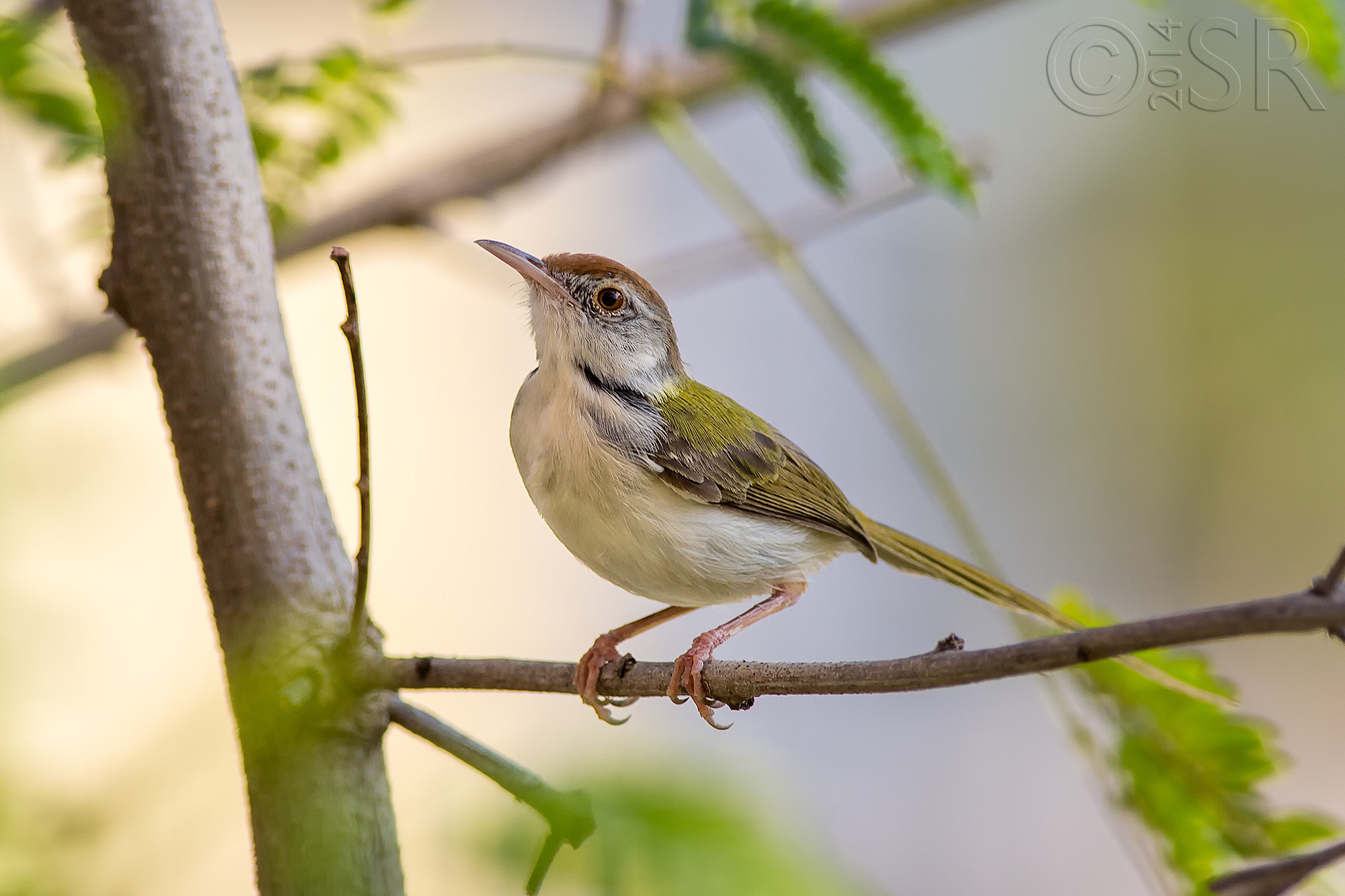 TJ2A8683-common-tailor-bird