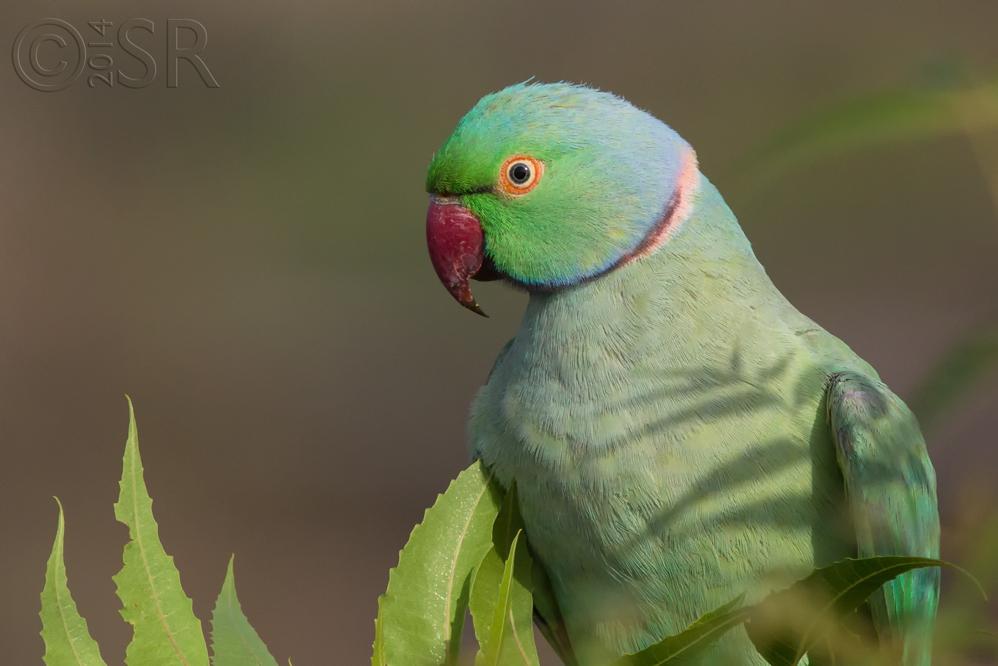 TJ2A8975-rrp-portrait