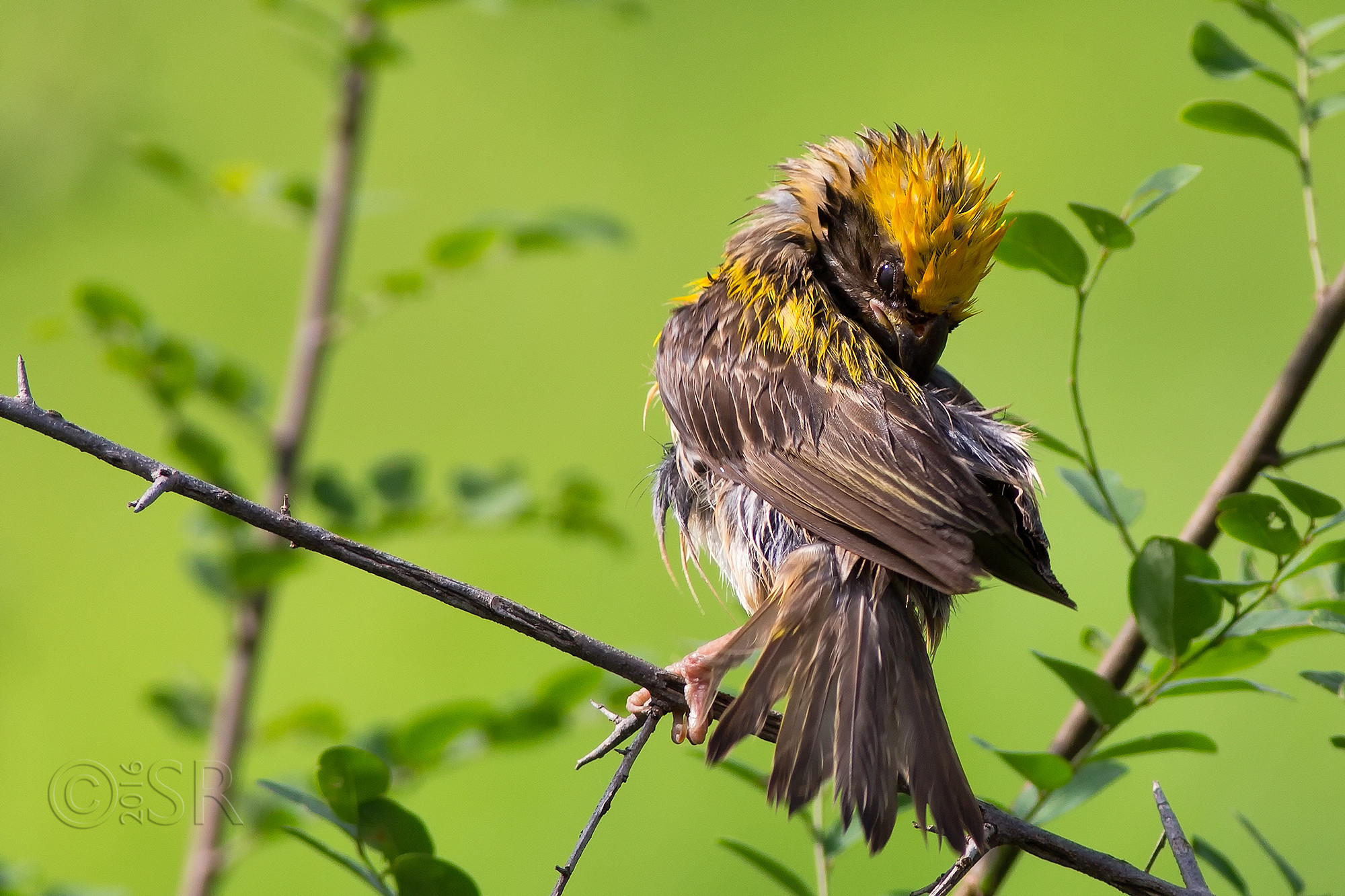 TJ2A8977-baya-male-preening