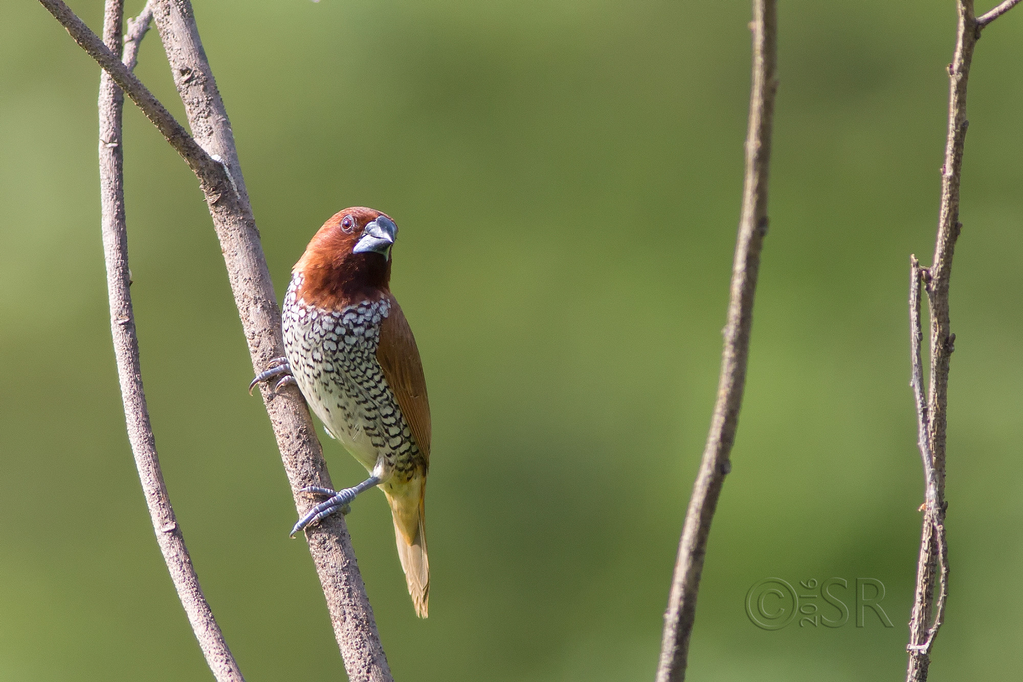 TJ2A9011-scaly-breasted-munia