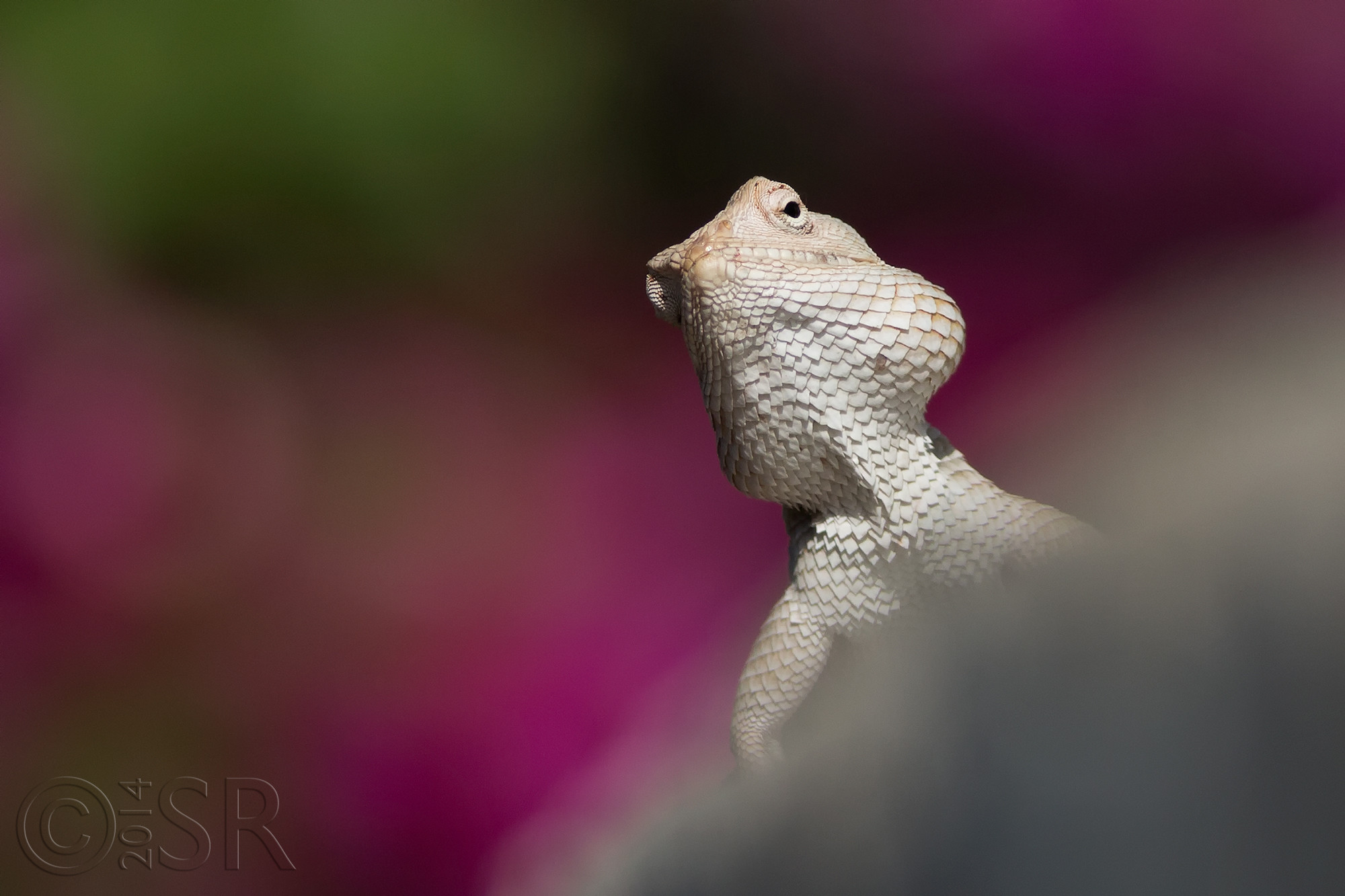 TJ2A9522-garden-lizard