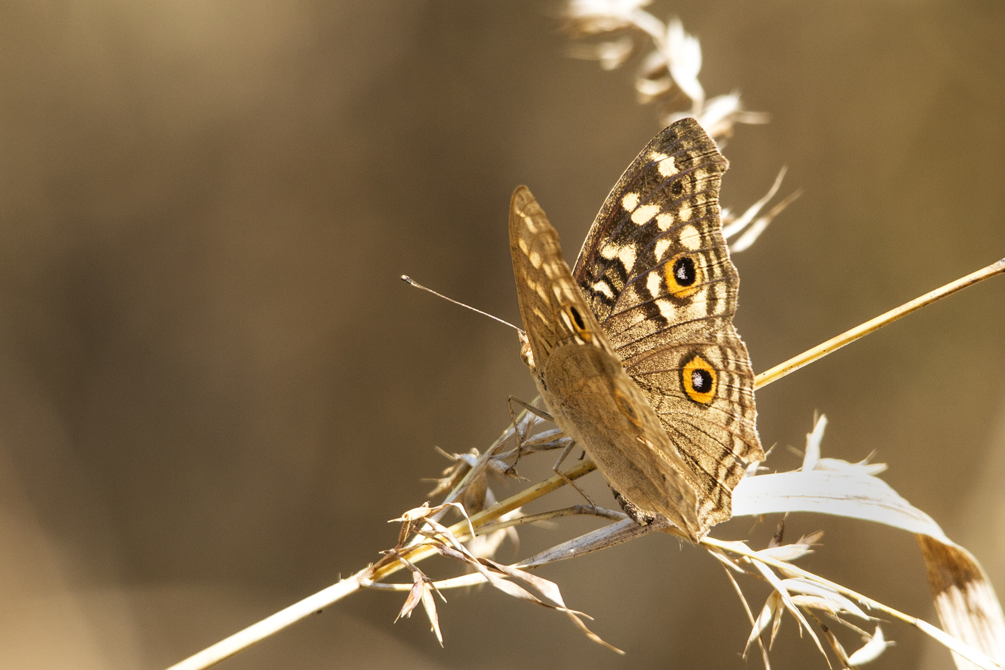TJ2A9917-butterfly-lemon-pansy