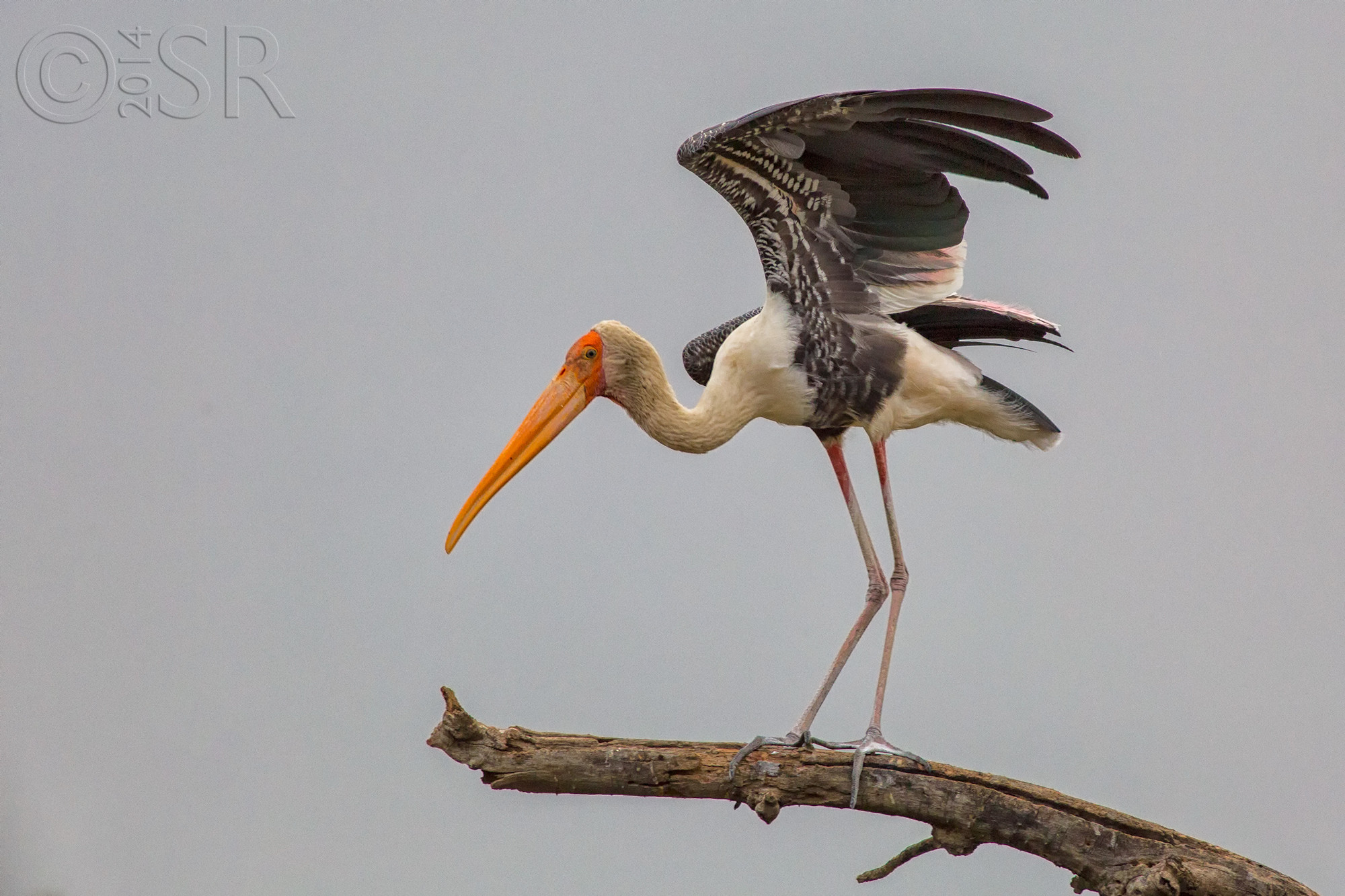 TJ2A9927-painted-stork