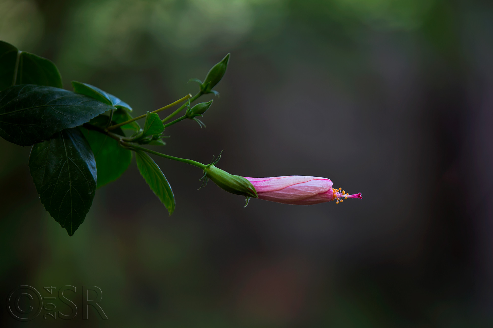 TJ2A9959-pink-hibiscus-about-to-bloom