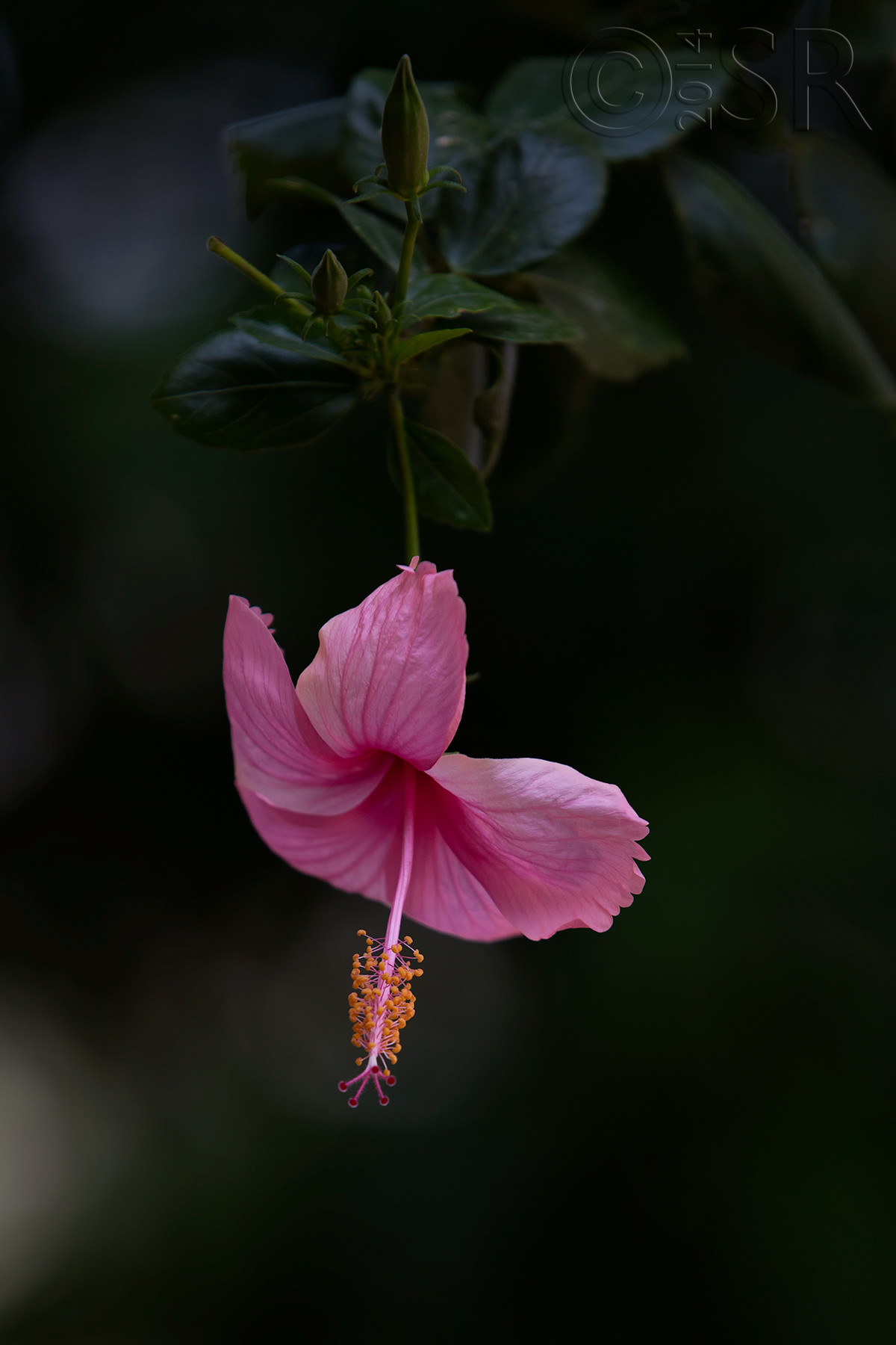 TJ2A9999-pink-hibiscus