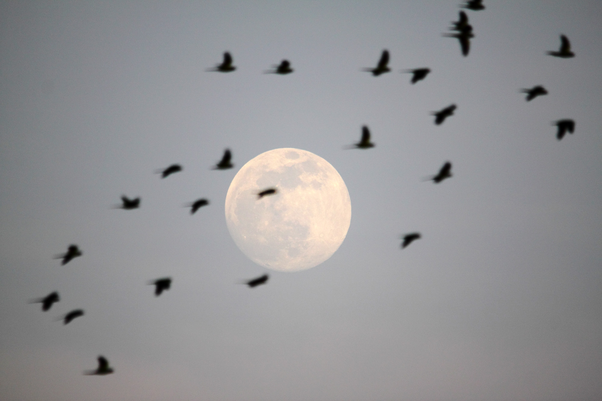 _MG_2286-super-moon-birds