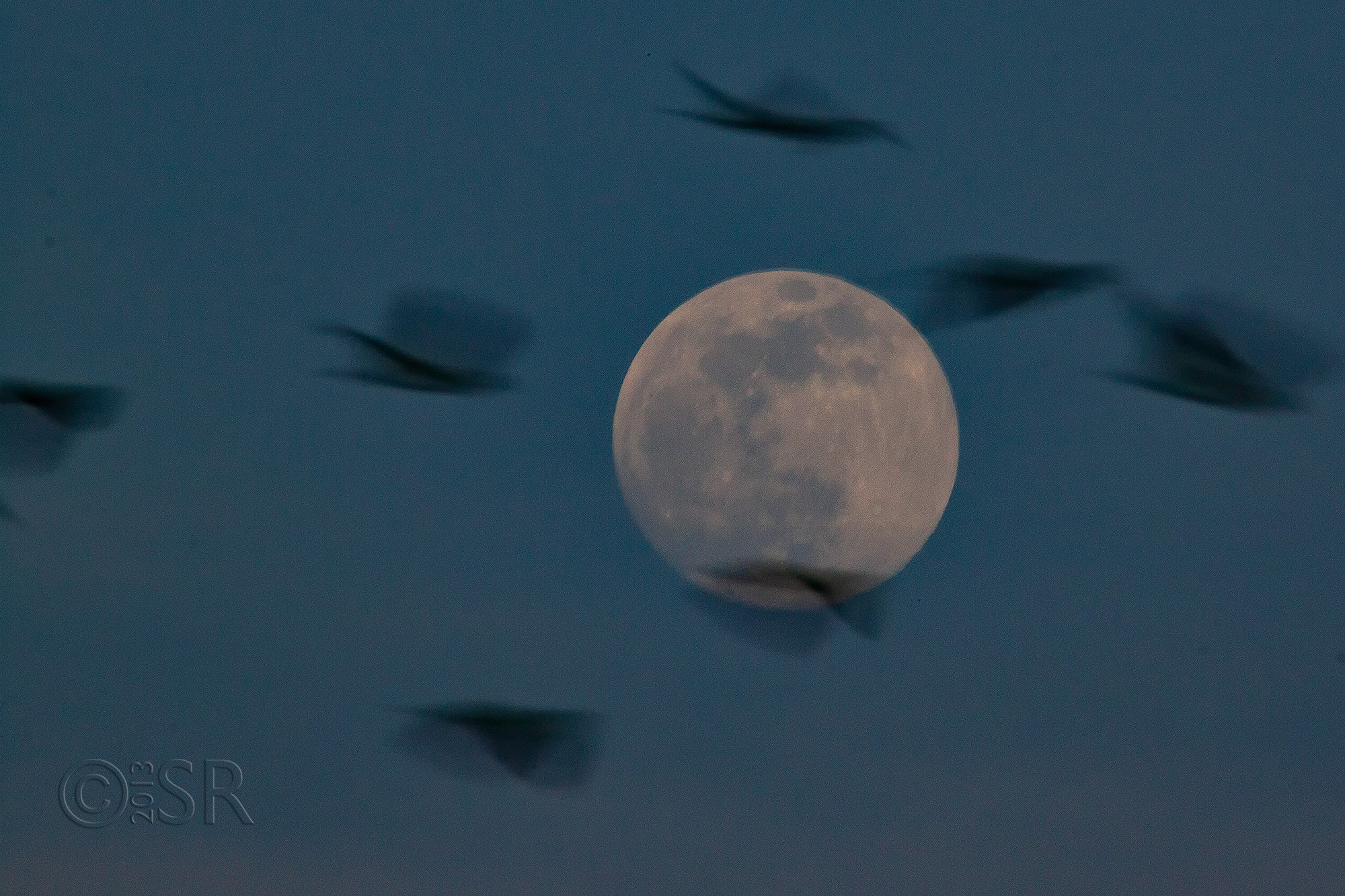 _MG_2287-supermoon-parakeets-web
