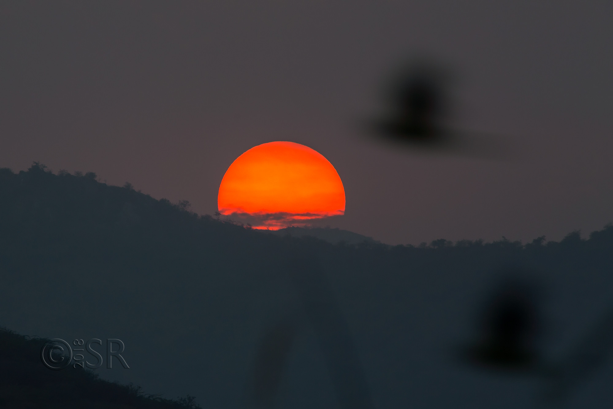 TJ2A6266-tigerhills-sunset-parakeet-flight